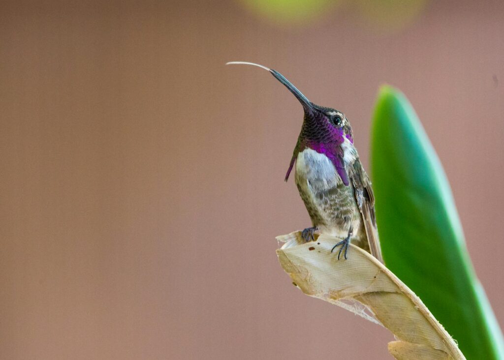 A Costa's hummingbird perches with its long, curved bill and iridescent purple throat clearly visible.