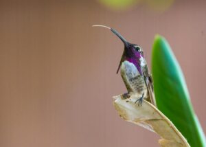 A Costa's hummingbird perches with its long, curved bill and iridescent purple throat clearly visible.