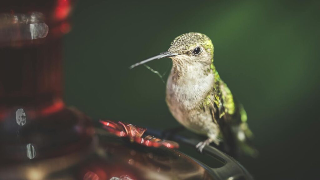 A hummingbird perched on a feeder, showcasing intricate feather patterns.