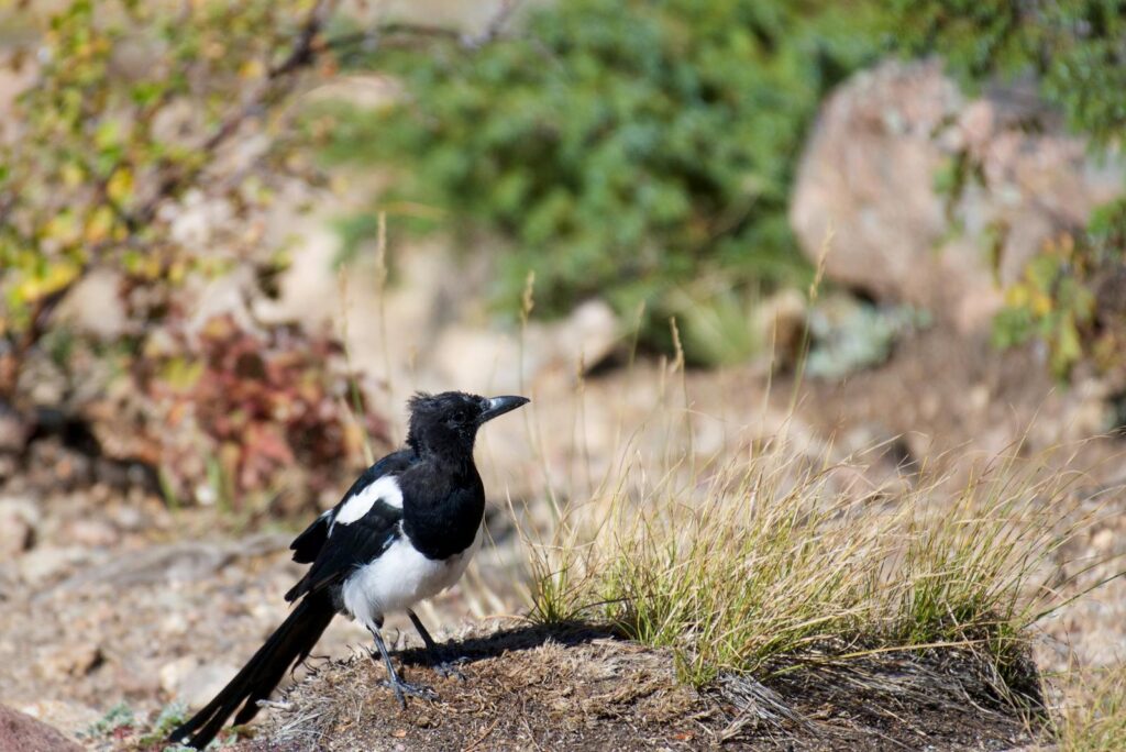 A black-billed magpie perched on grass in Estes Park.