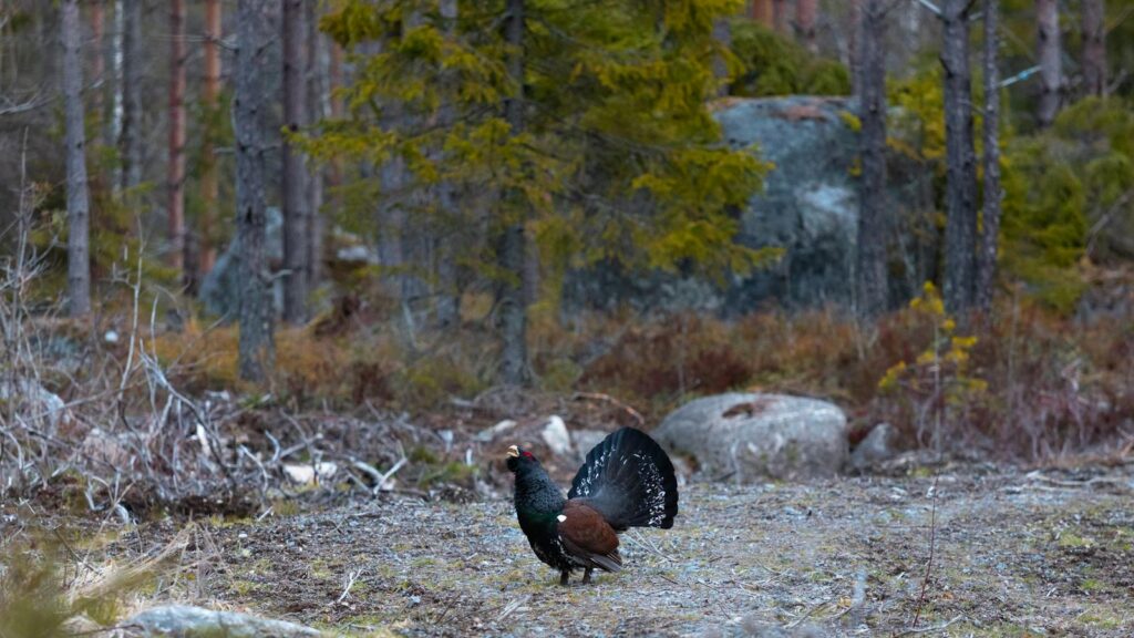 Capercaillie standing on the forest floor