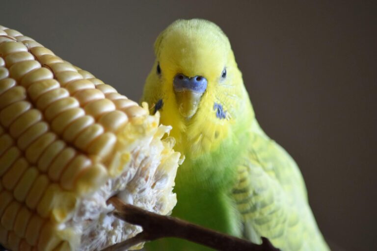 A vibrant green parakeet enjoying a corn on the cob.