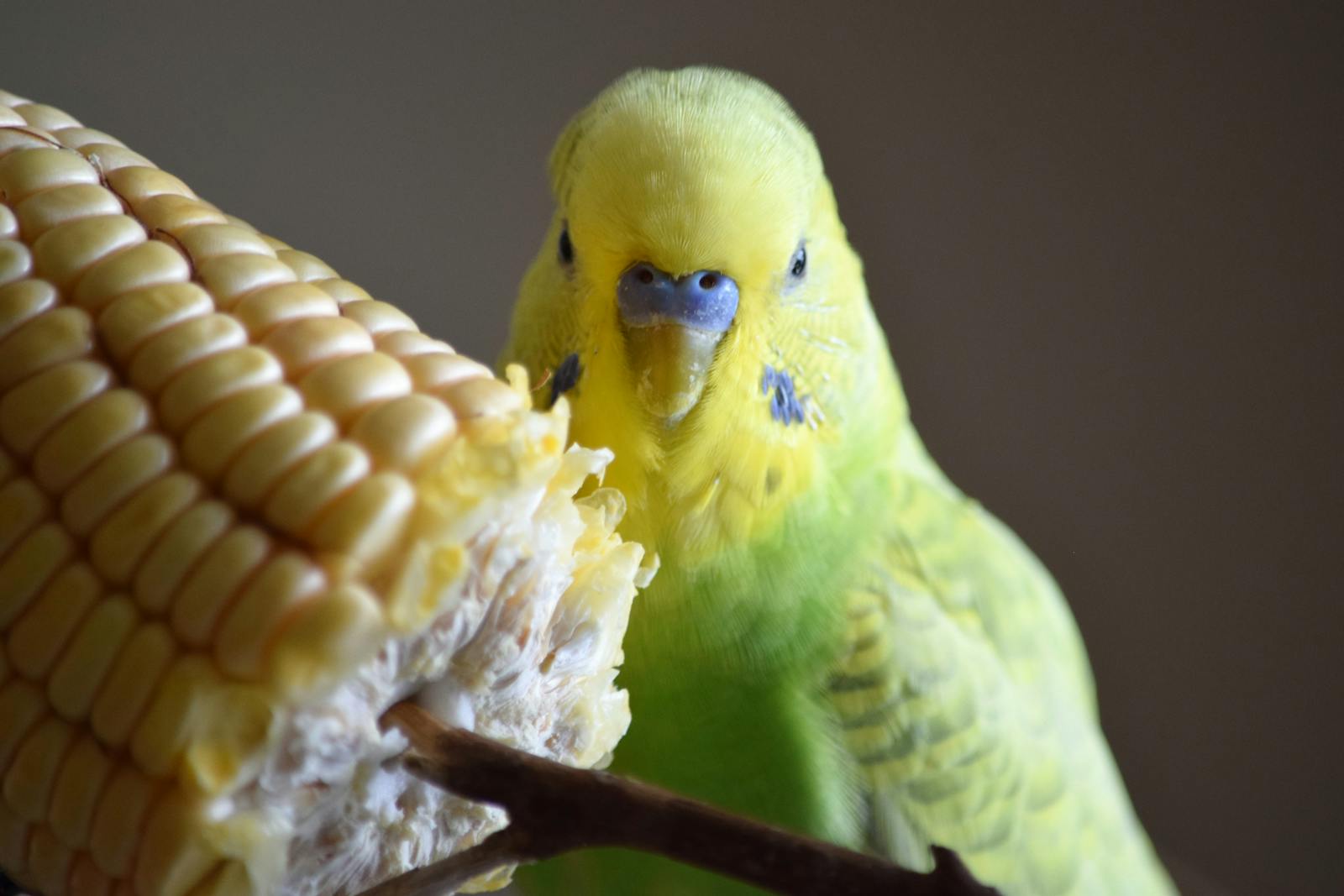 A vibrant green parakeet enjoying a corn on the cob.