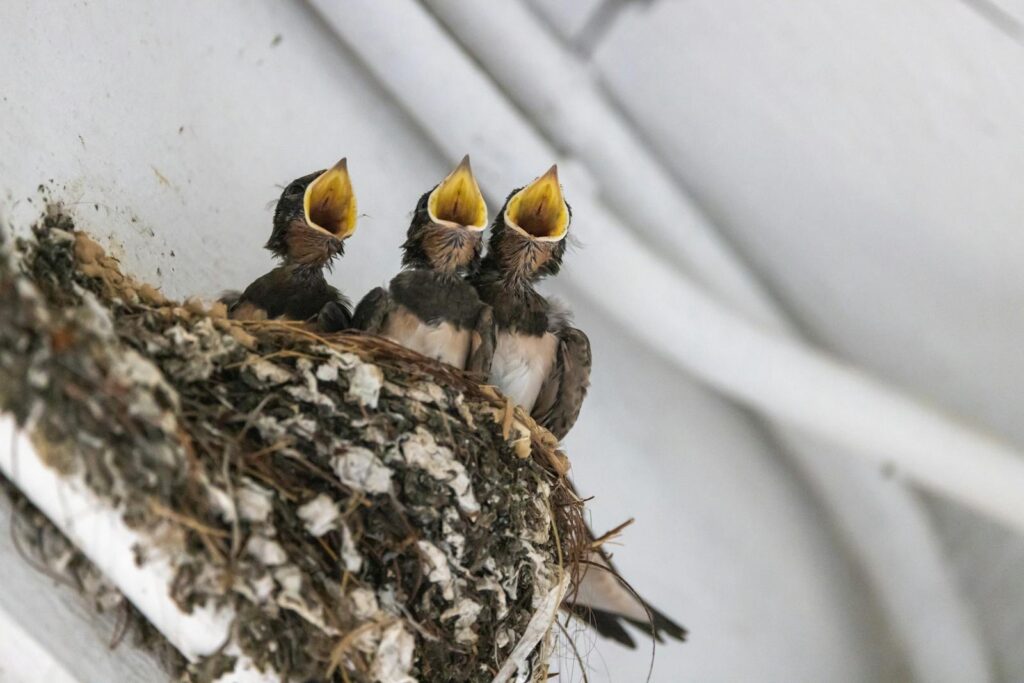Three Barn swallow chicks with open beaks in their nest.