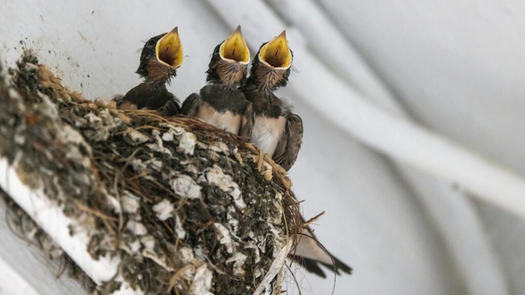 Three Barn swallow chicks with open beaks in their nest.