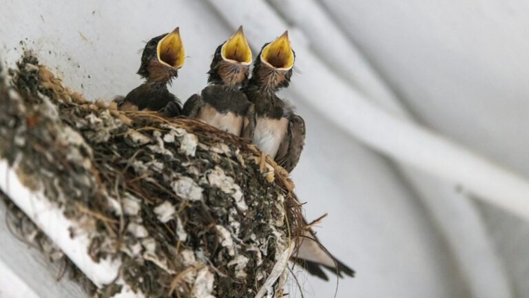 Three Barn swallow chicks with open beaks in their nest.