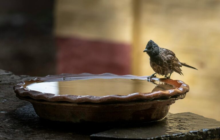 A red-vented bulbul perched on a water bowl with a blurred background outdoors.