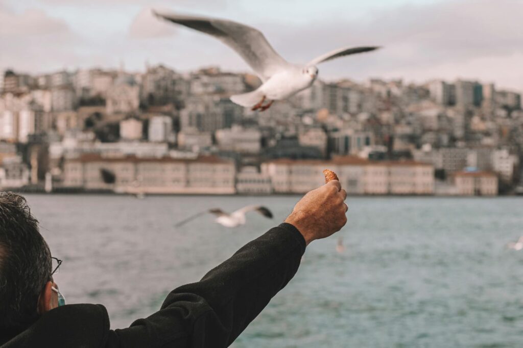 A man feeds seagulls with a scenic view of Istanbul's skyline.