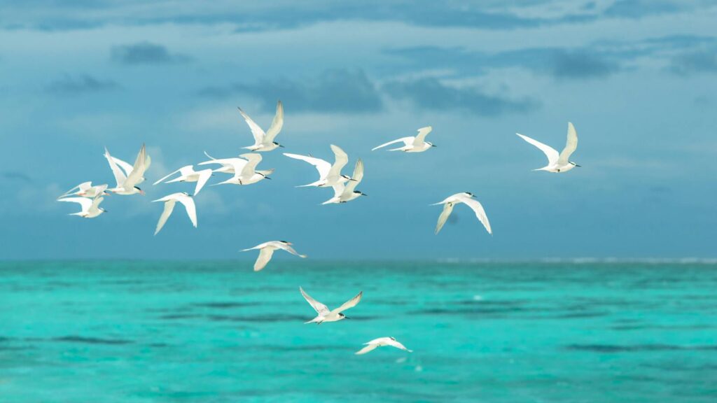 A graceful flight of seagulls over the vibrant turquoise waters of the Maldives, showcasing nature's beauty.