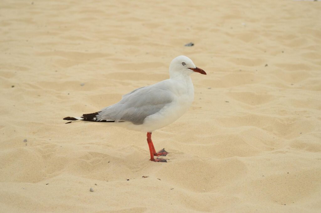 A seagull stands gracefully on the sandy shores.