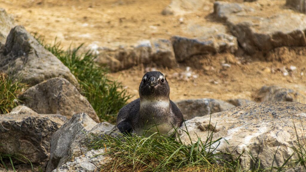 Close-up of a Galapagos penguin in a rocky natural setting, exhibiting curious behavior.