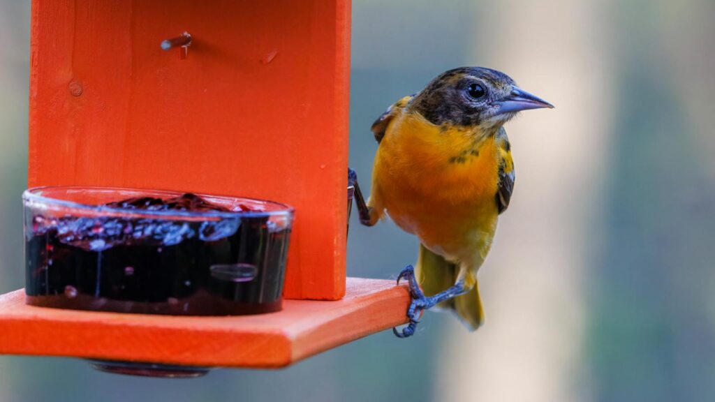 Baltimore Oriole perched on orange bird feeder with grape jelly bowl