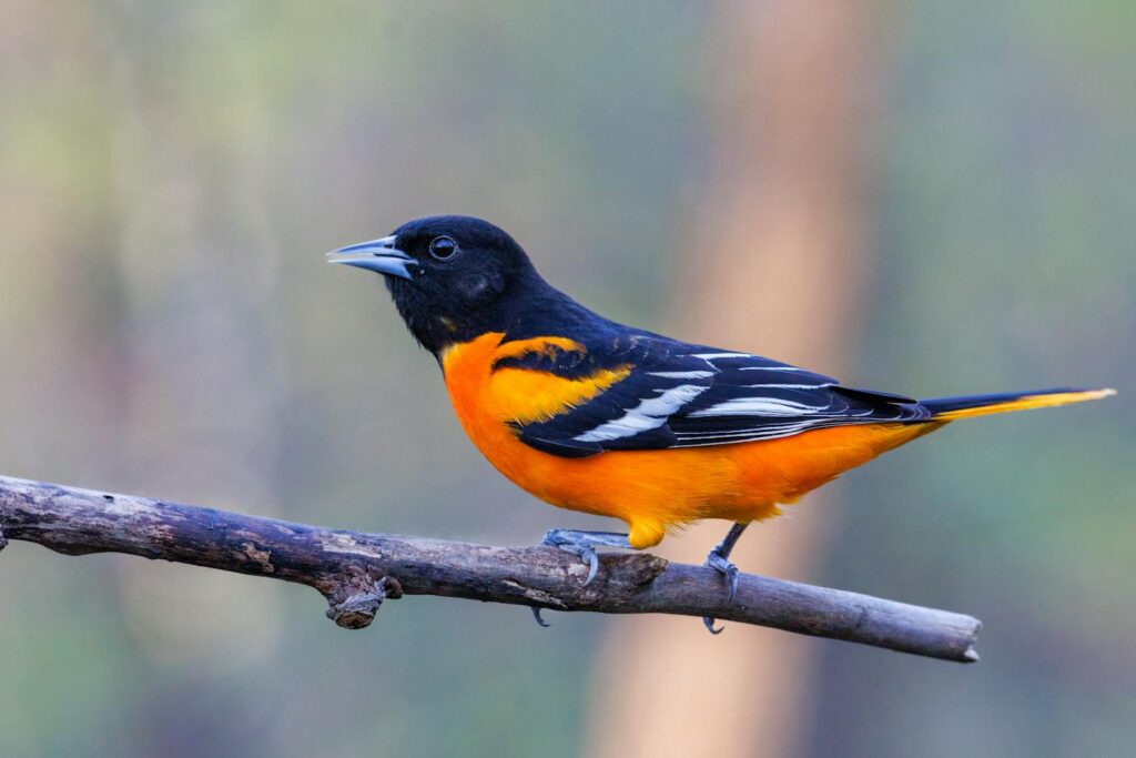 Colorful Baltimore Oriole perched on branch in natural setting.