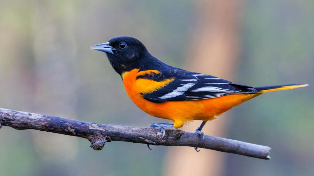 Colorful Baltimore Oriole perched on branch in natural setting.