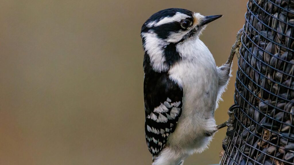 "Downy Woodpecker clinging to metal mesh bird feeder filled with sunflower seeds.
