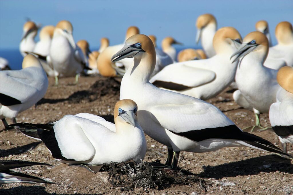Australasian Gannets nesting on a rocky shoreline in New Zealand.