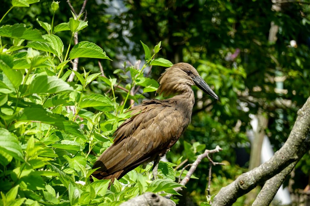 A detailed view of a hamerkop bird perched on a branch surrounded by vibrant green leaves.