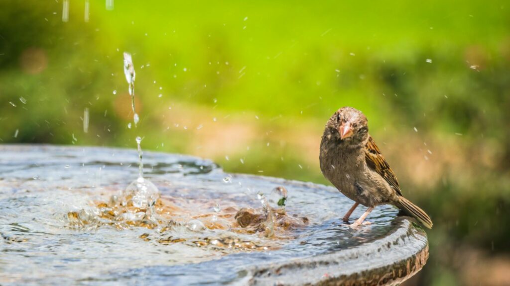 Sparrow perched on the rim of a birdbath with a fountain feature