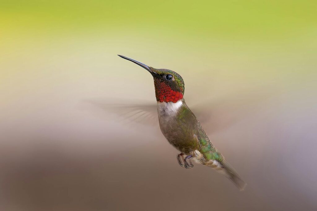 A ruby-throated hummingbird hovers in mid-air, displaying its iridescent throat feathers.