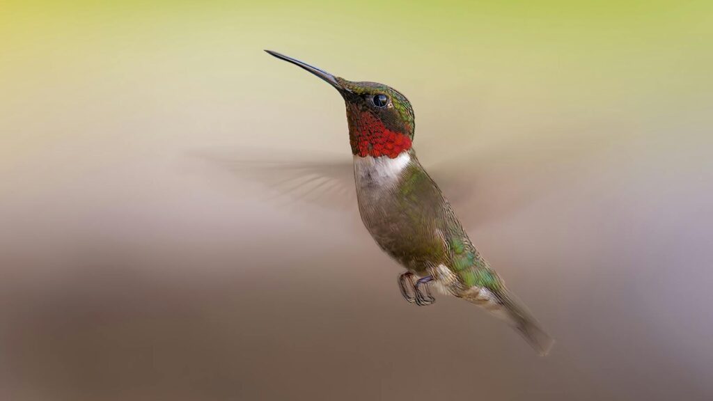 A ruby-throated hummingbird hovers in mid-air, displaying its iridescent throat feathers.