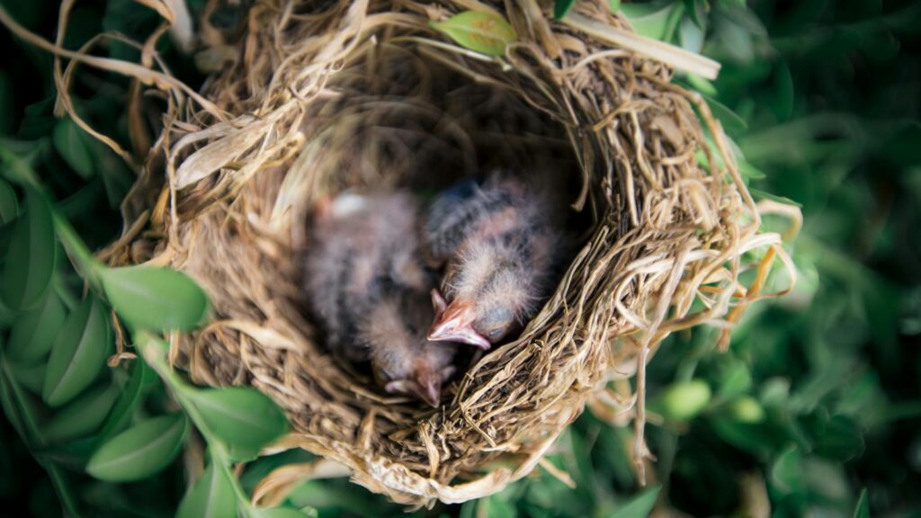 Pair of baby birds resting in a nest made of twigs and leaves