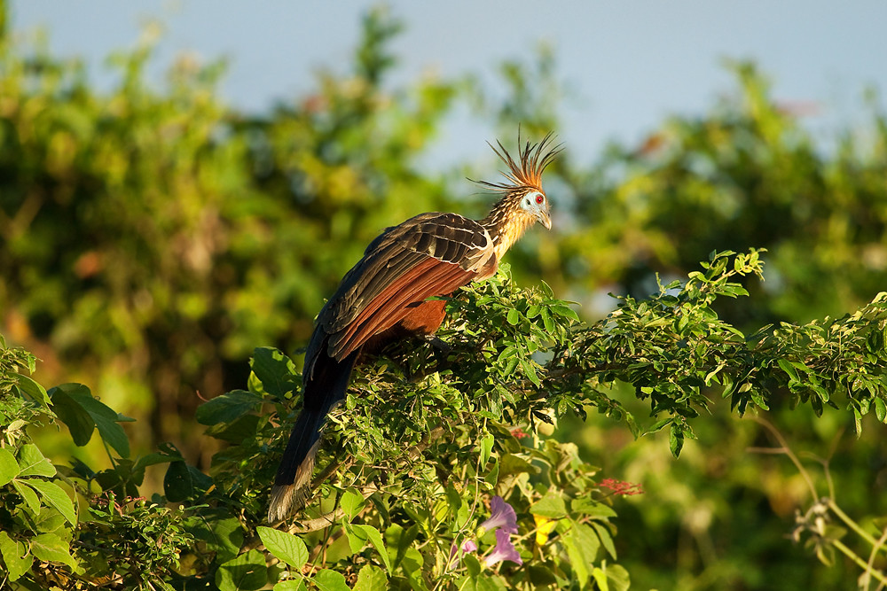 A hoatzin with a spiky crest and reddish plumage perches on a leafy branch.