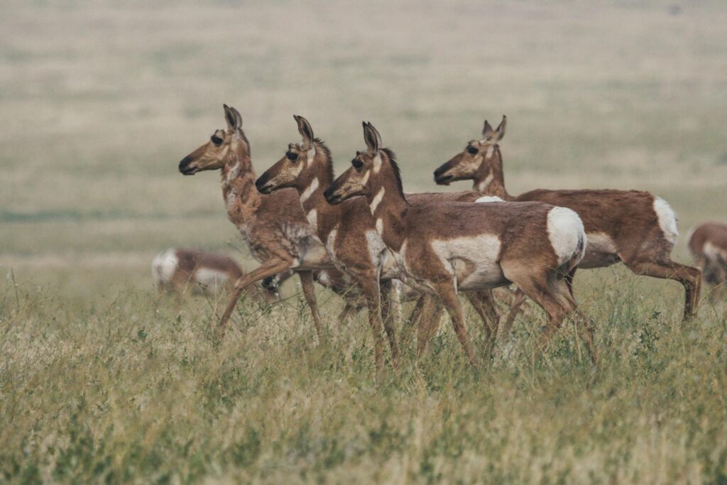 A herd of pronghorn antelope walking through a vast, grassy field in daylight.