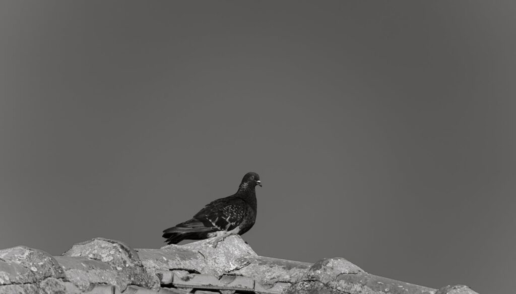 Black and white image of a pigeon perched on a rustic roof, showcasing urban wildlife.
