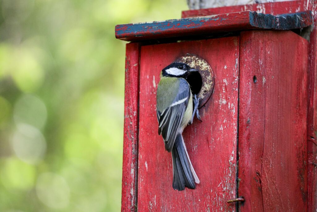 A great tit perched on a weathered red birdhouse surrounded by green foliage.
