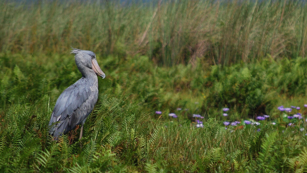 A shoebill stork stands in a lush green area.