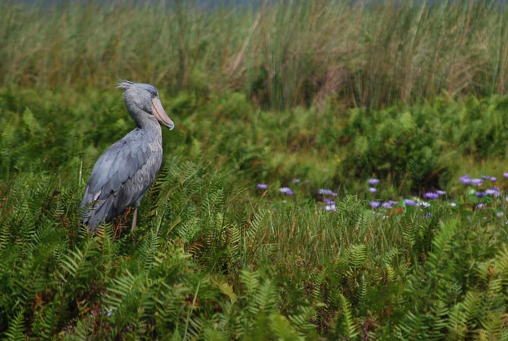 A shoebill stork stands in a lush green area.