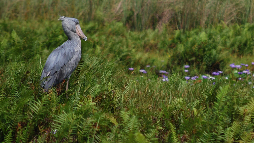 Shoebill stork walking through a grassy area