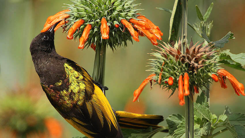 A Golden-winged Sunbird with black and yellow plumage feeds on an orange flower.