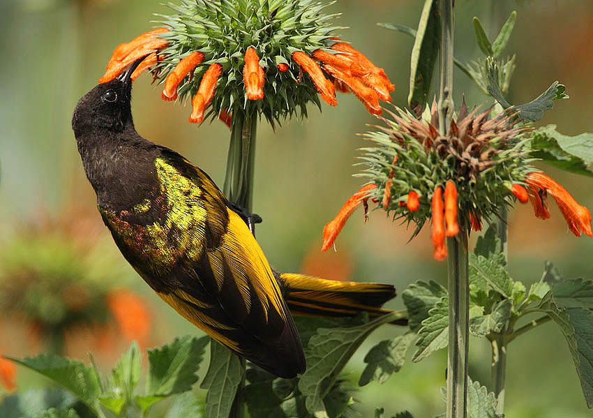 A Golden-winged Sunbird with black and yellow plumage feeds on an orange flower.