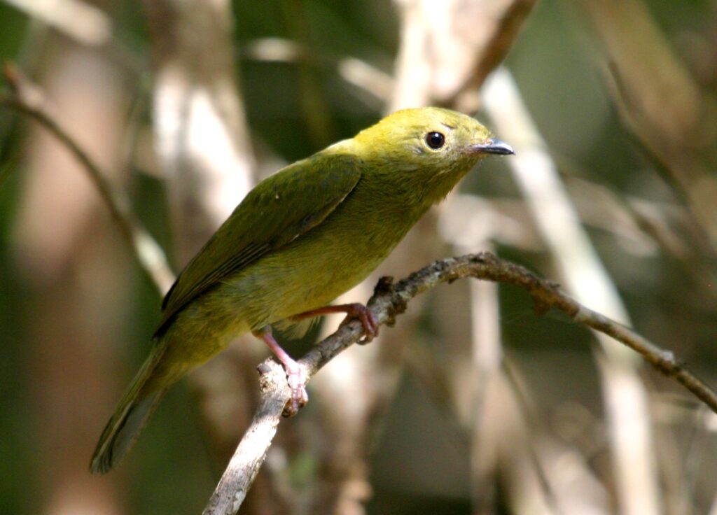 A Helmeted Manakin perches on a branch, displaying its olive-green plumage.
