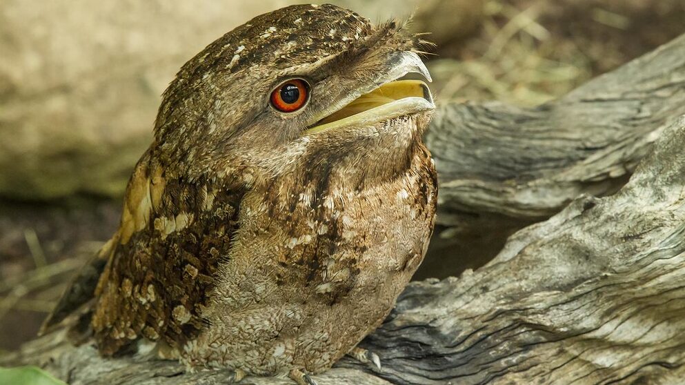 Papuan Frogmouth perched on a dry wood, gazing upward