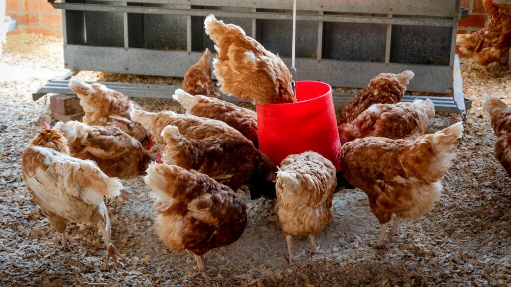 Backyard chickens pecking at food in poultry feeder