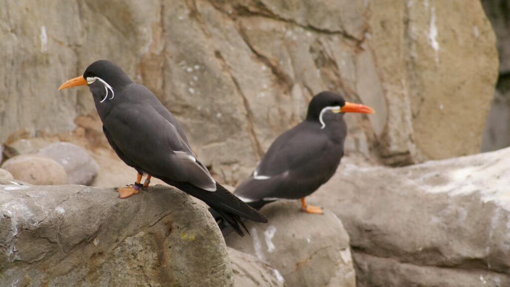 Pair of Inca Terns resting on coastal rocks