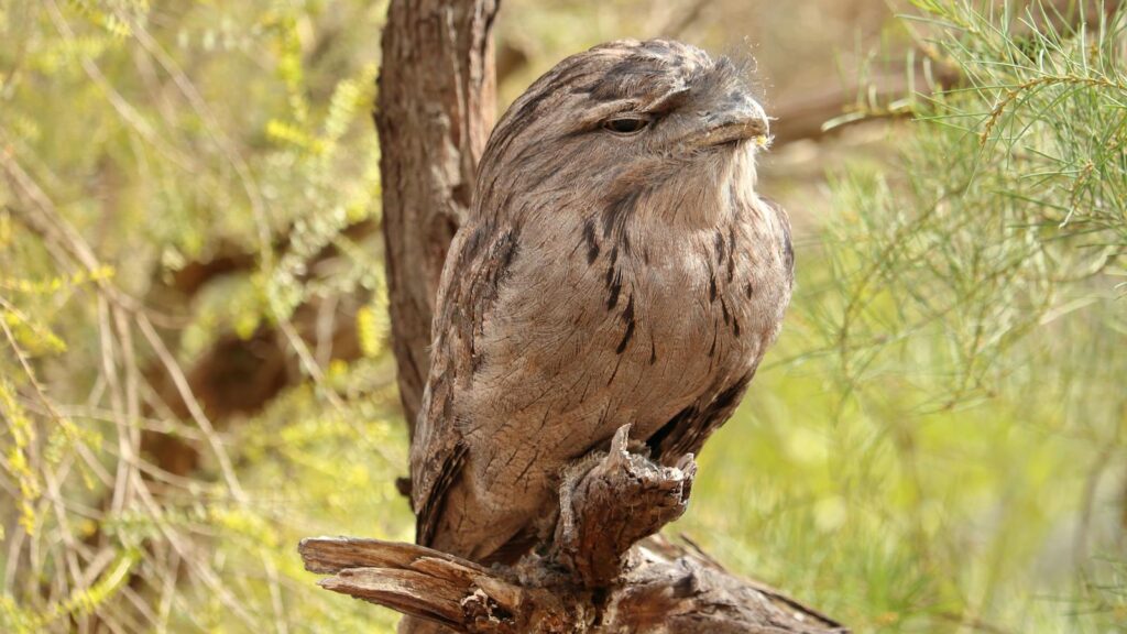 Tawny Frogmouth bird blending into tree bark while perched on a branch