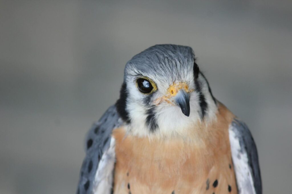 Detailed close-up of an American Kestrel with striking plumage and sharp gaze.