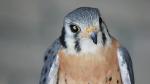 Detailed close-up of an American Kestrel with striking plumage and sharp gaze.