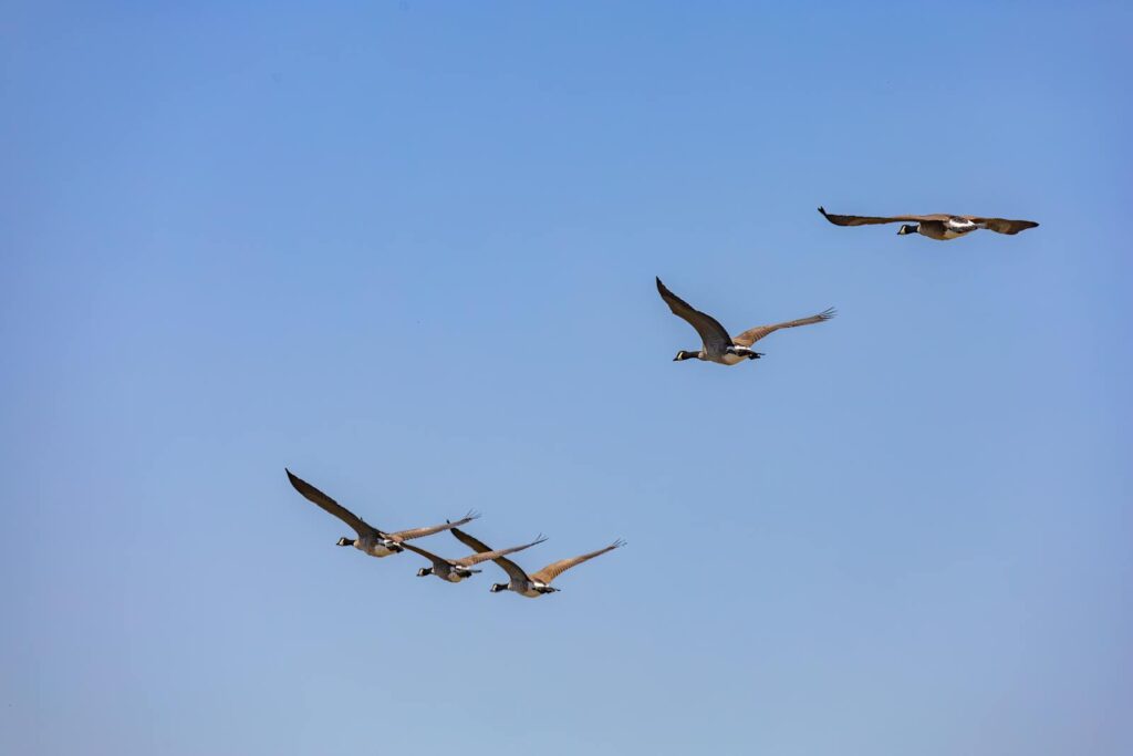 A flock of geese flying high in the clear blue sky, symbolizing freedom.