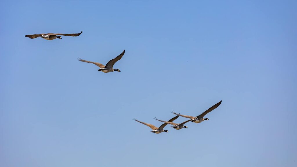 A flock of geese flying high in the clear blue sky, symbolizing freedom.
