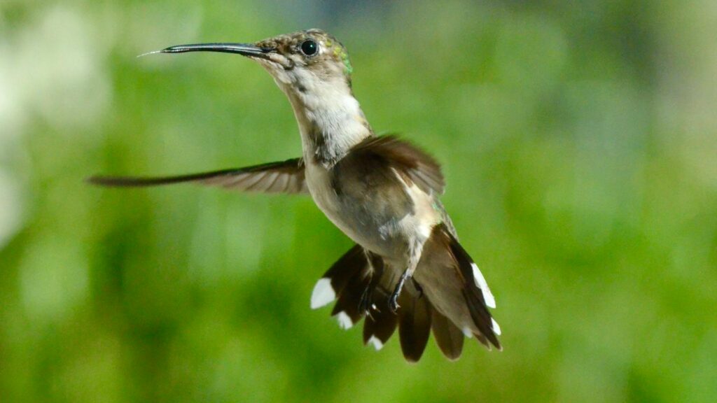 Hummingbird flapping its wings with blurred green leaves in the background