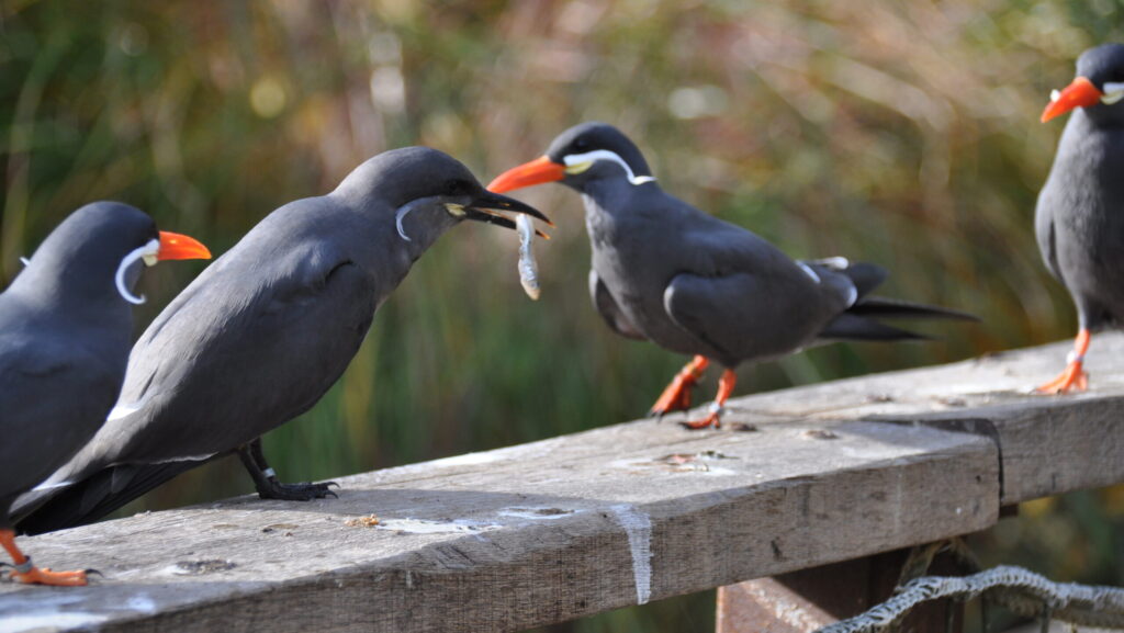 Group of terns perched on a wooden railing, with one tern holding a fish in its beak