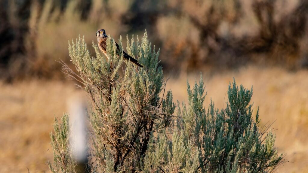 American Kestrel perched on top of a shrub