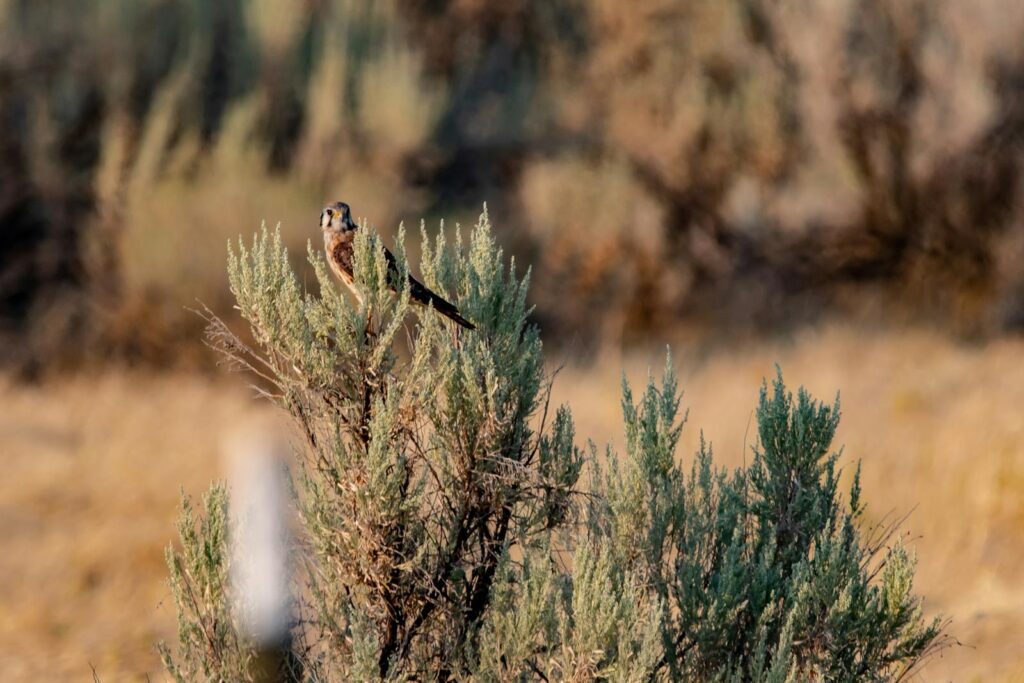 A vibrant American kestrel perched on a bush in a sunlit summer meadow, showcasing its natural habitat.