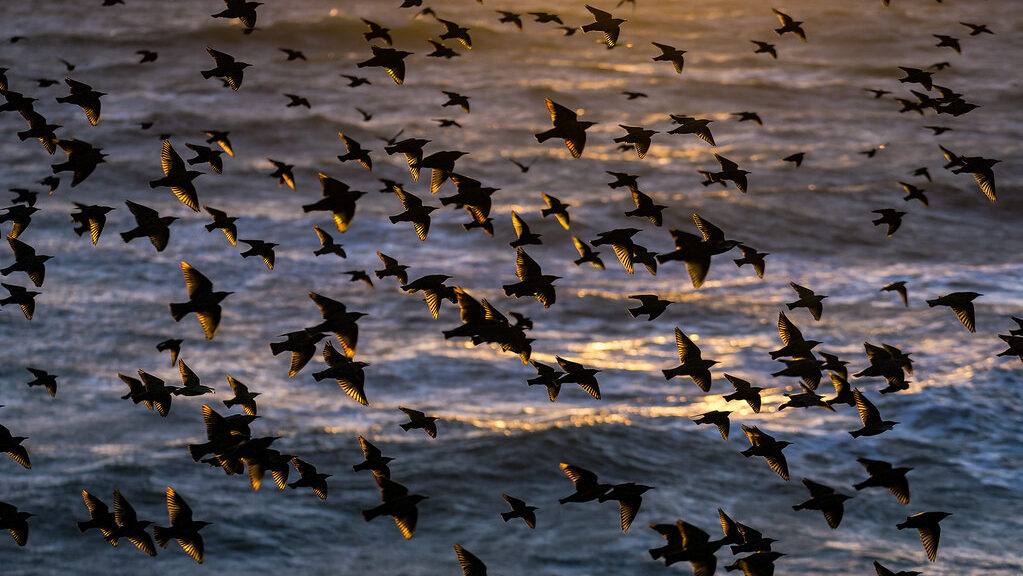 Murmuration of starlings soaring above water at dusk