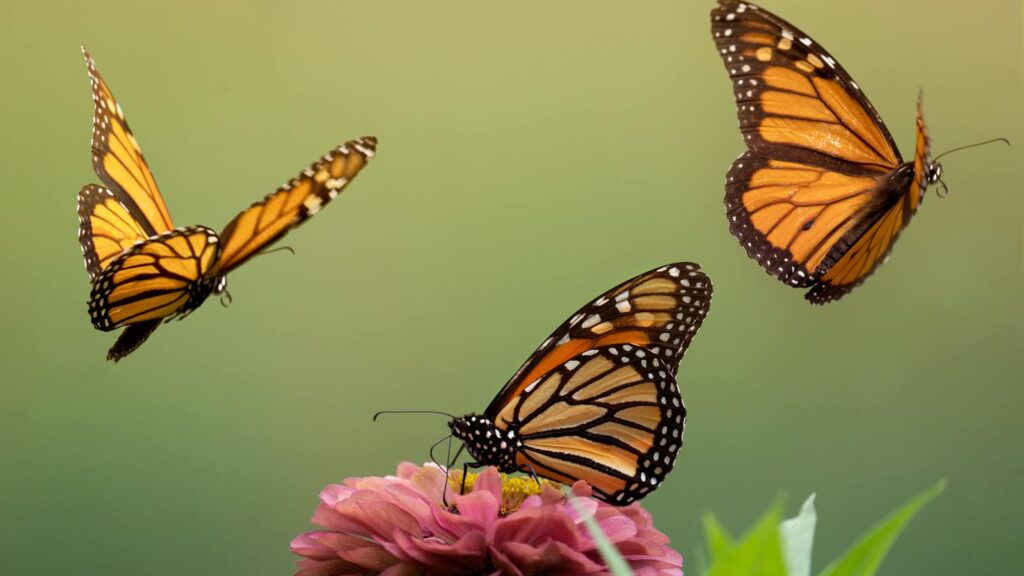 Three monarch butterflies gracefully hovering around a pink zinnia flower with a soft green background.