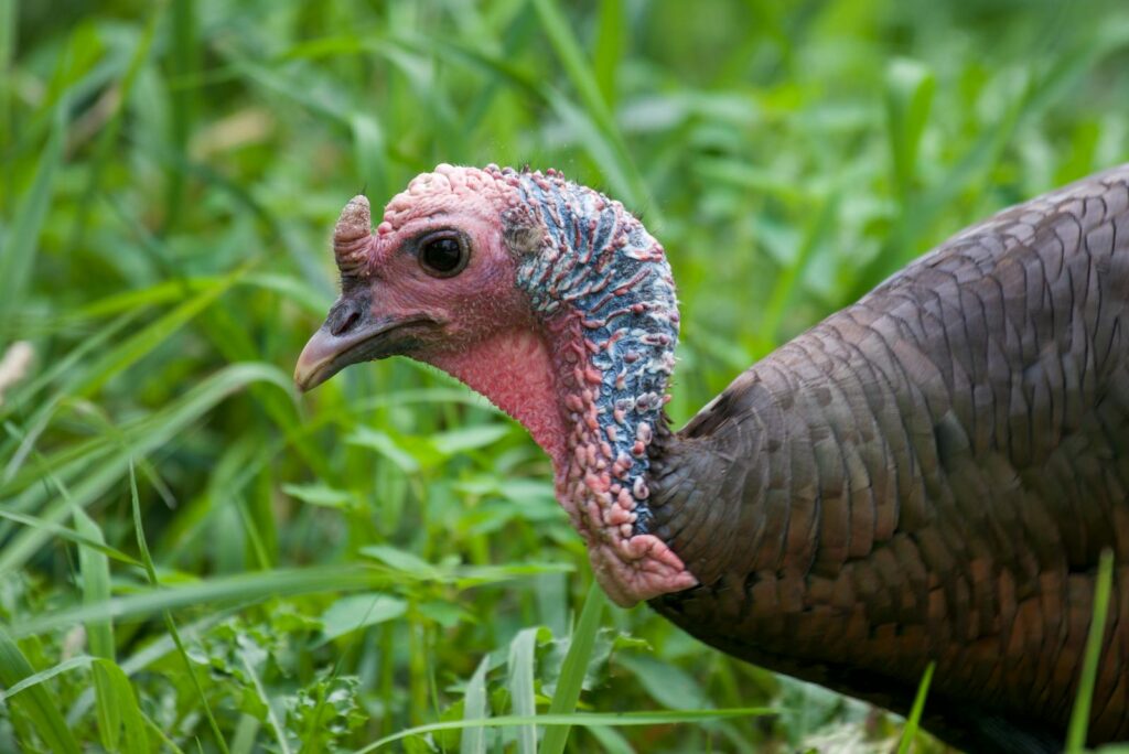 A wild turkey exploring lush green grass.